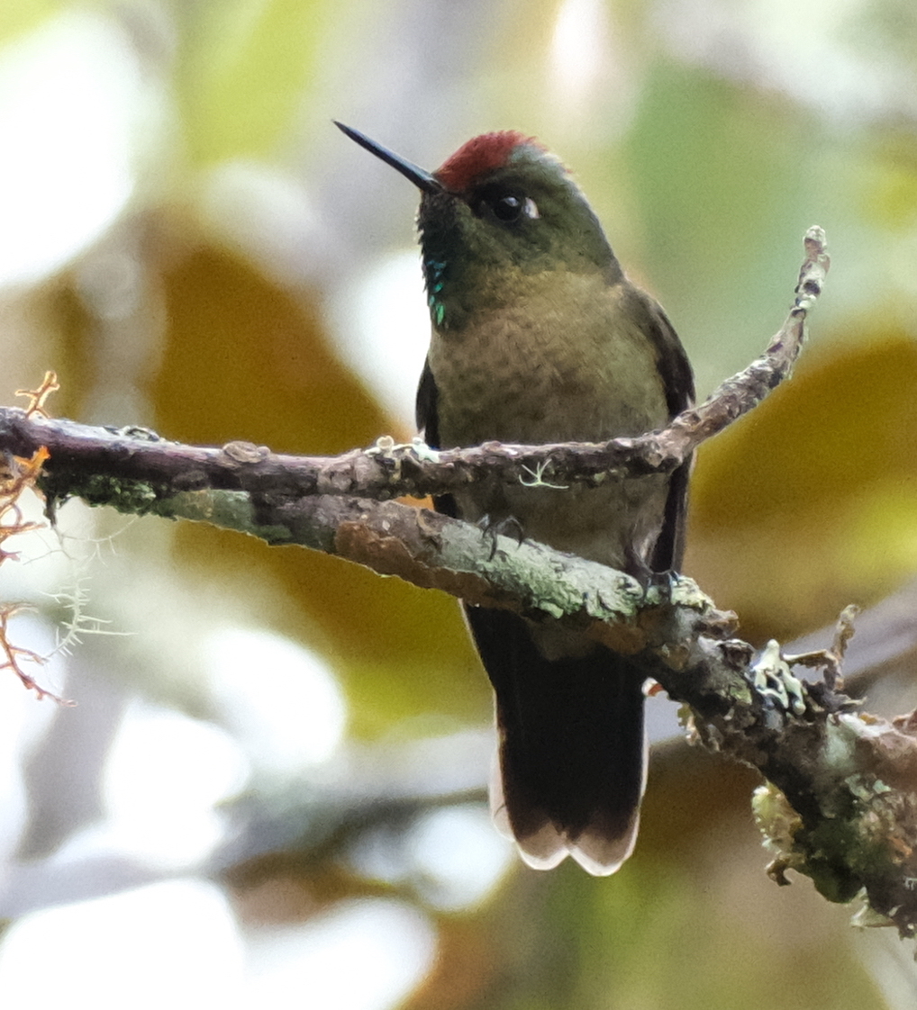 Rufous-capped Thornbill (Chalcostigma ruficeps), photo 2