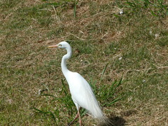Ardea intermedia plumifera