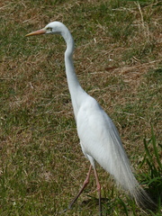 Ardea intermedia plumifera