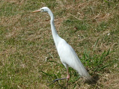 Ardea intermedia plumifera