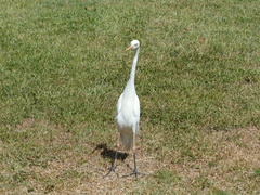 Ardea intermedia plumifera