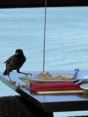 Acridotheres tristis tristis