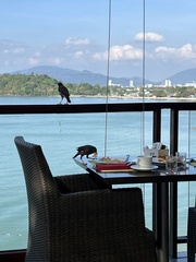 Acridotheres tristis tristis