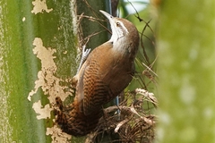 Cantorchilus leucotis