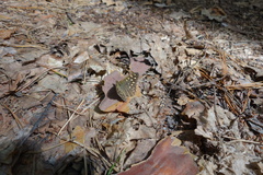 Pararge aegeria tircis