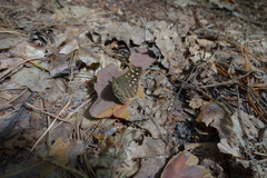 Pararge aegeria tircis