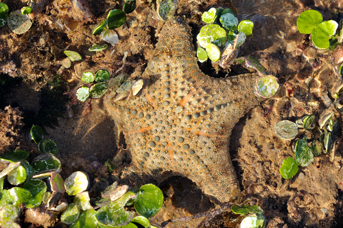 Pseudoreaster obtusangulus (Lamarck, 1816)