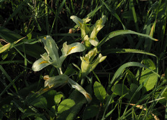 Iris palaestina