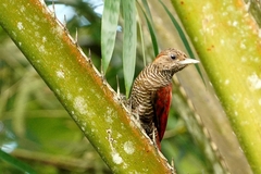 Dryobates sanguineus