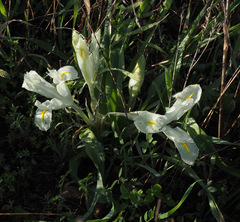 Iris palaestina