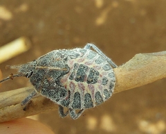 Pentatomidae