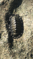 Chiton