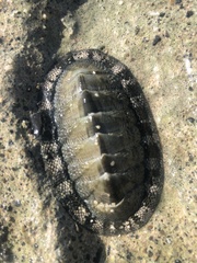 Chiton