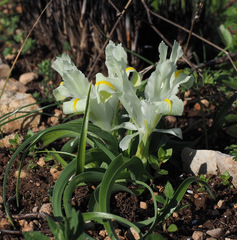 Iris palaestina