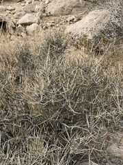 Ephedra nevadensis