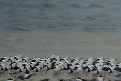 Cladorhynchus leucocephalus