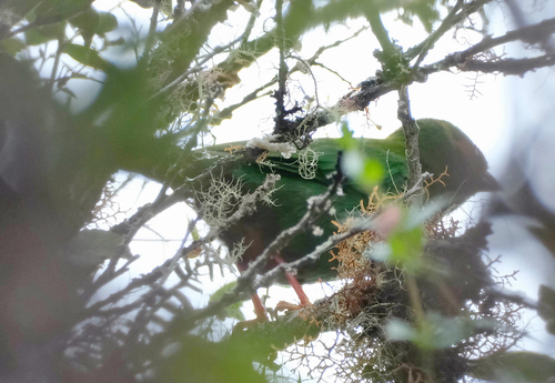 Grass-green Tanager (Chlorornis riefferii), photo 9