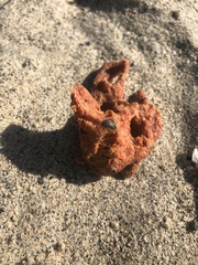 Amphimedon compressa