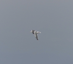 Larus argentatus vegae