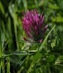 Trifolium purpureum