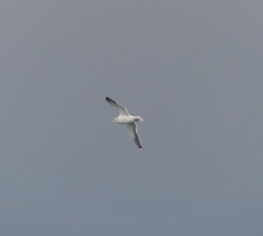 Larus argentatus vegae