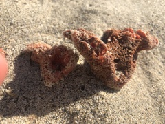 Amphimedon compressa