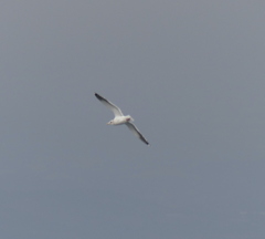 Larus argentatus vegae