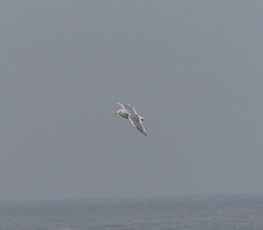 Larus argentatus vegae