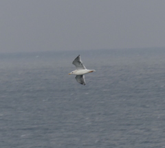 Larus argentatus vegae