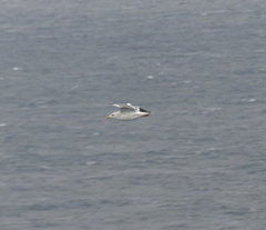 Larus argentatus vegae