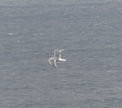 Larus argentatus vegae
