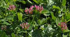Trifolium spumosum