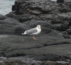 Larus fuscus heuglini
