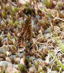 Boloria freija