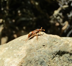 Polistes marginalis