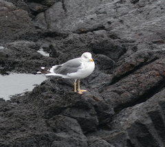 Larus fuscus heuglini