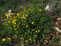 Crepis sancta