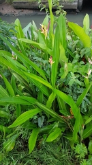 Heliconia psittacorum