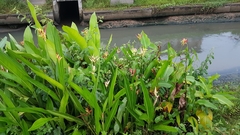 Heliconia psittacorum