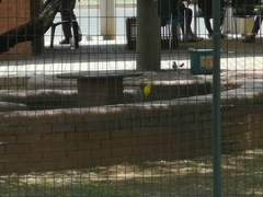 Crithagra flaviventris