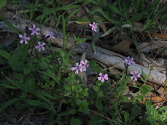 Silene aegyptiaca