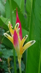 Heliconia psittacorum