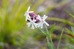 Silene repens