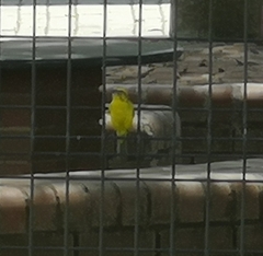 Crithagra flaviventris