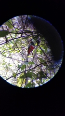 Trogon elegans