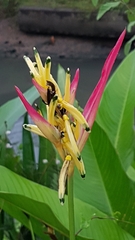 Heliconia psittacorum