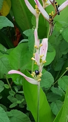 Heliconia psittacorum