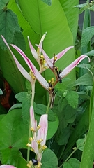 Heliconia psittacorum