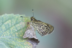 Callimormus interpunctata