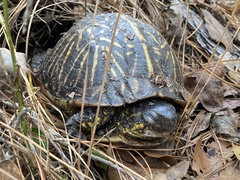 Terrapene carolina bauri